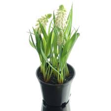 DEKO® FLORALE Traubenhyazinthen - Muscari Weiß im Topf 21 cm - Kunstblumen